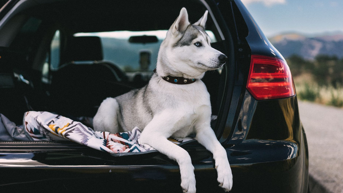 A Siberian Husky dog relaxing in the trunk of a car parked by a scenic road.