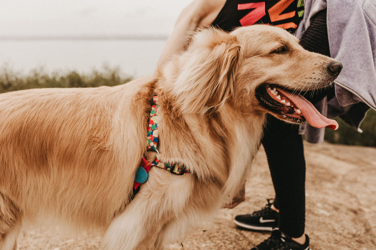 Golden Retriever on a leash outdoors with a person, enjoying a walk. Perfect pet photography.