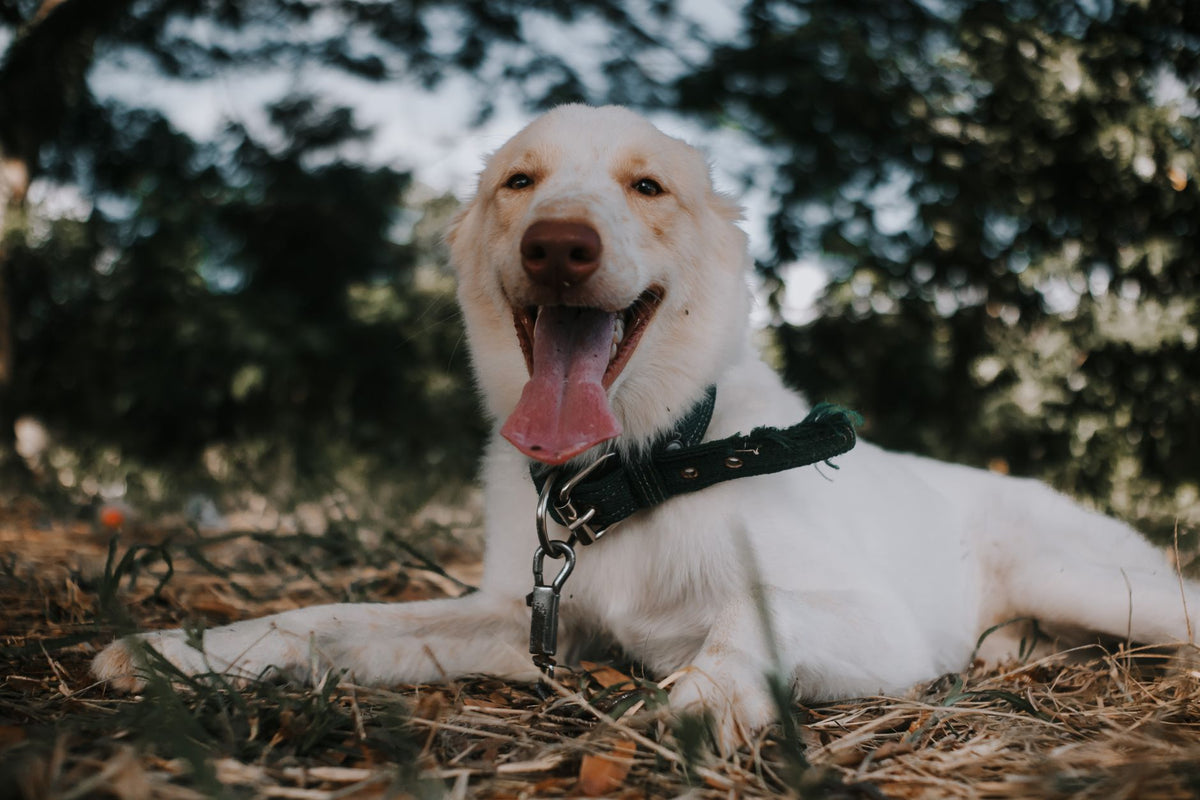 A joyful dog with tongue out, resting on grass in a sunny park. Ideal for pet themes.
