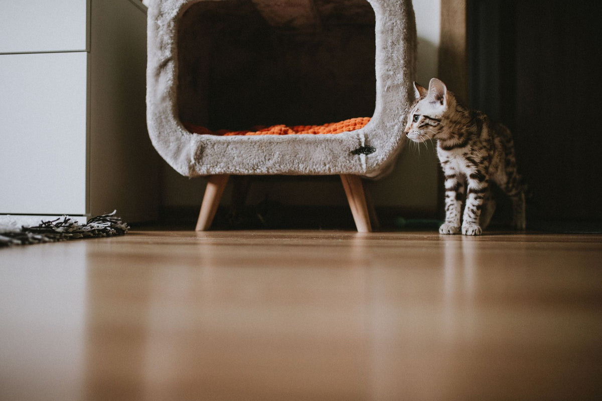 Bengal kitten standing next to a cozy pet bed in a modern apartment interior.