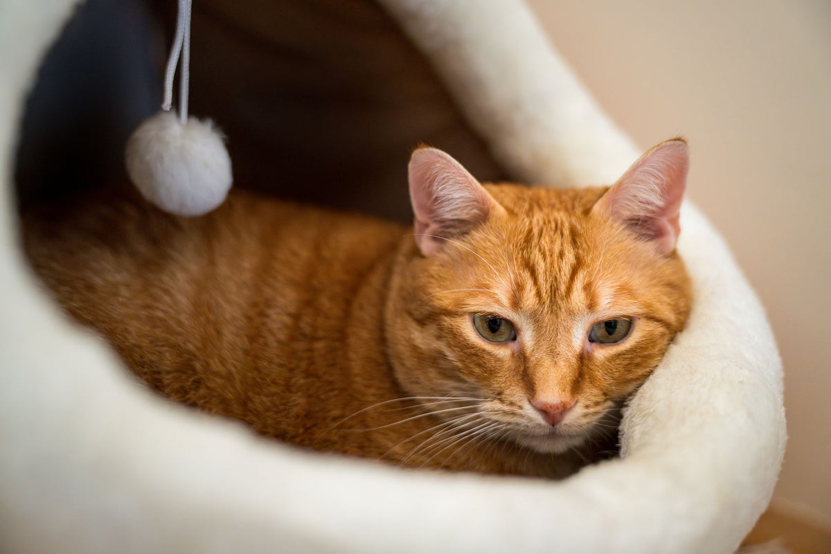 A charming ginger tabby cat comfortably nestled in a soft, cozy cat bed indoors.