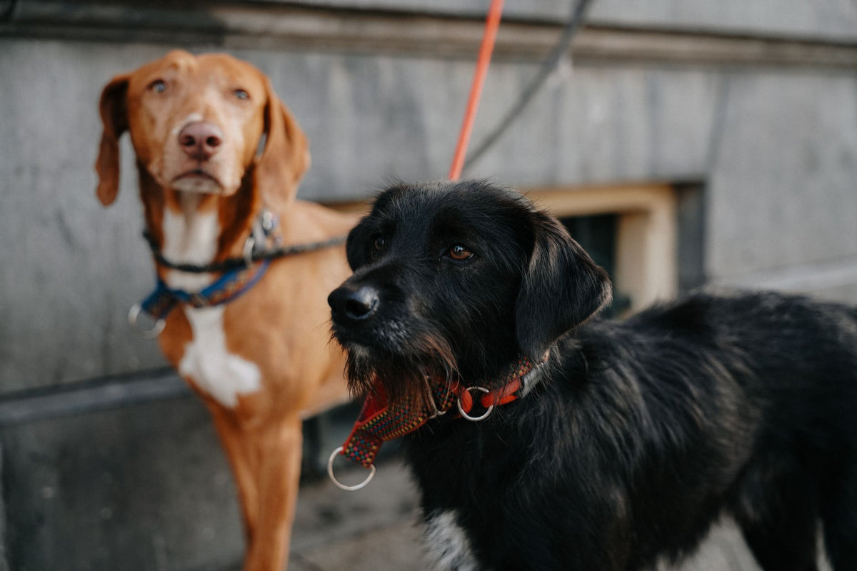 Brown and black dogs on leashes outdoors in Amsterdam, Netherlands.