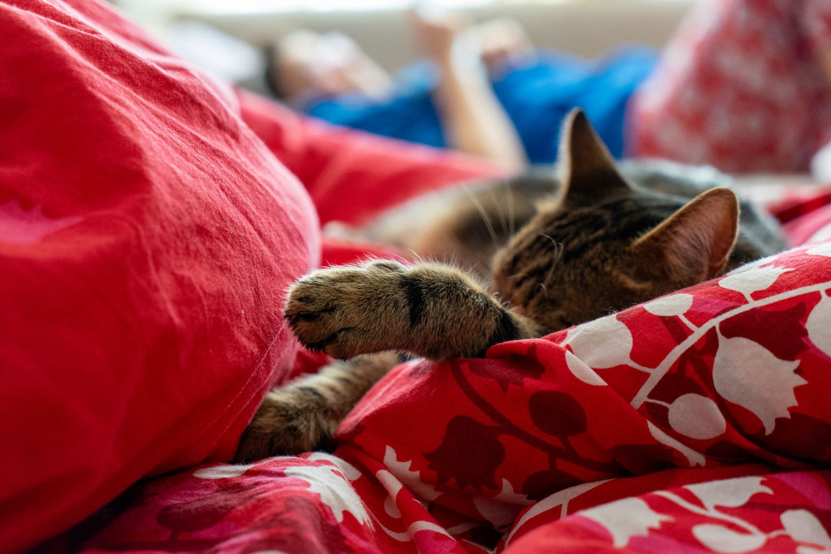 A tabby cat sleeping peacefully on a vibrant red patterned bed indoors.