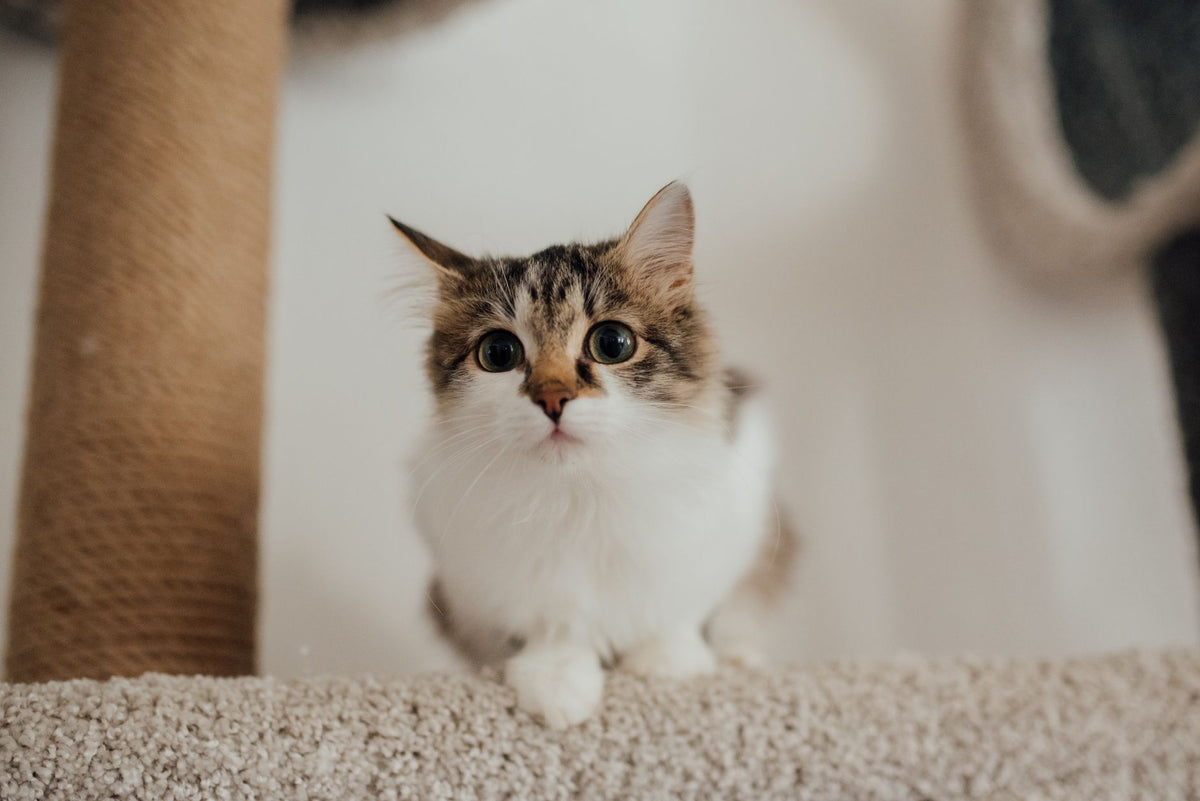 Cute tabby kitten looking curiously from a cat tree indoors, perfect for pet lovers.