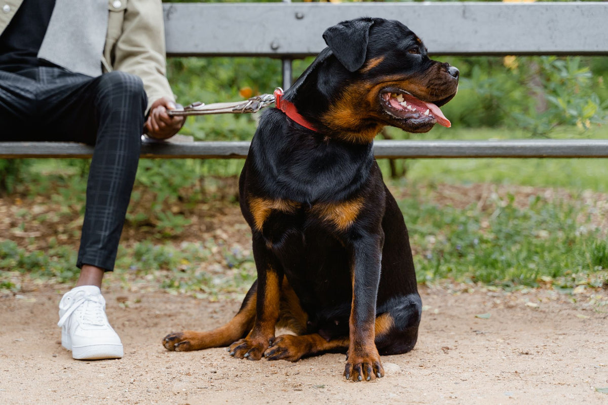 A Rottweiler dog sitting on a leash beside its owner on a park bench.