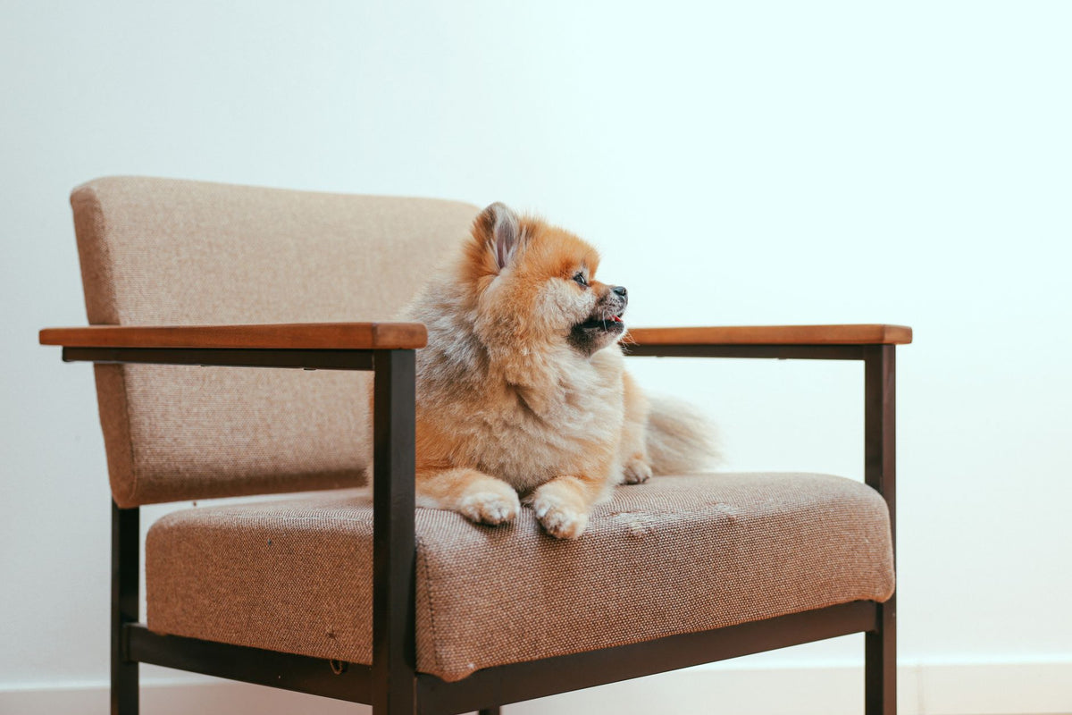 Adorable Pomeranian dog lounging comfortably on a stylish armchair indoors.